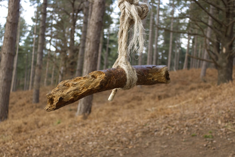 a log hanging from a rope in a forest