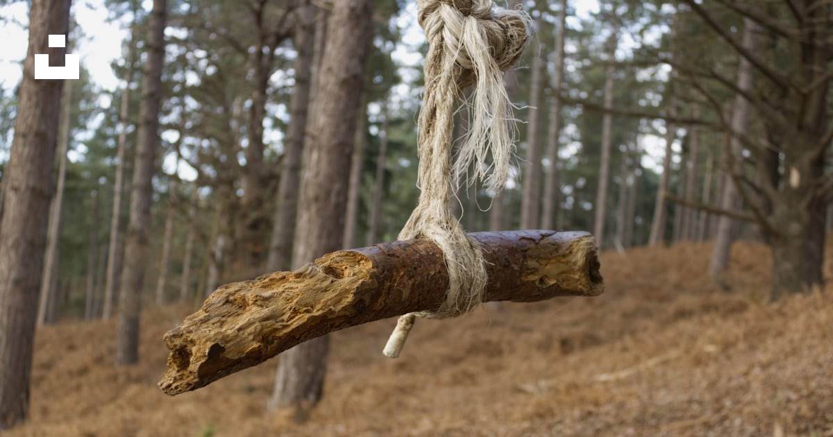 A log hanging from a rope in a forest photo – Free Milton keynes Image ...