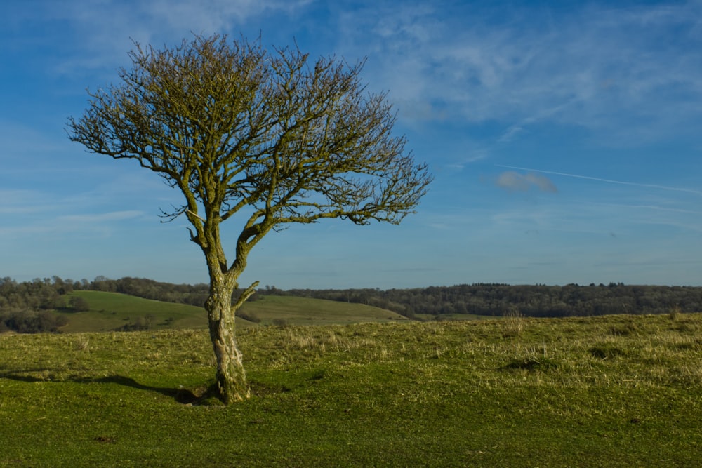 a lone tree in a grassy field with a blue sky in the background
