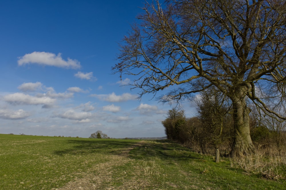 a dirt road running through a lush green field