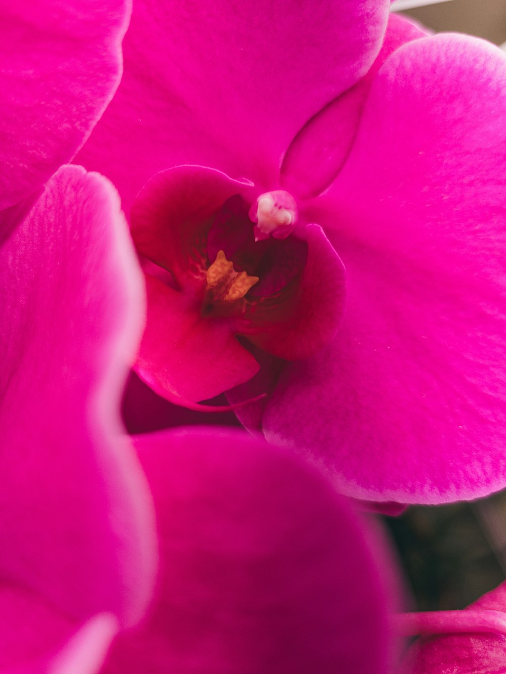 a close up of a pink flower with a white background