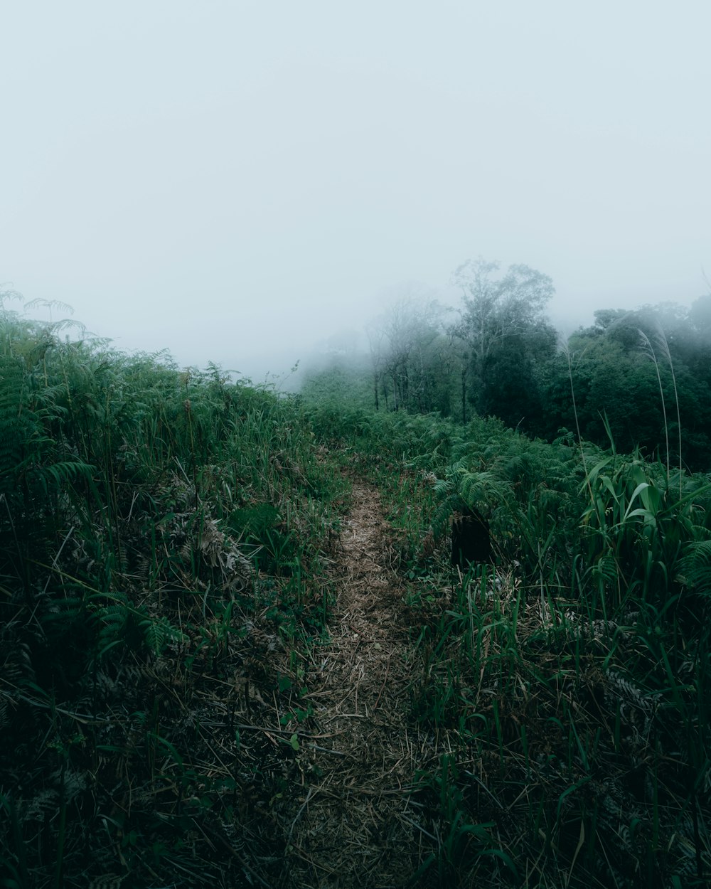 a path in the middle of a grassy field