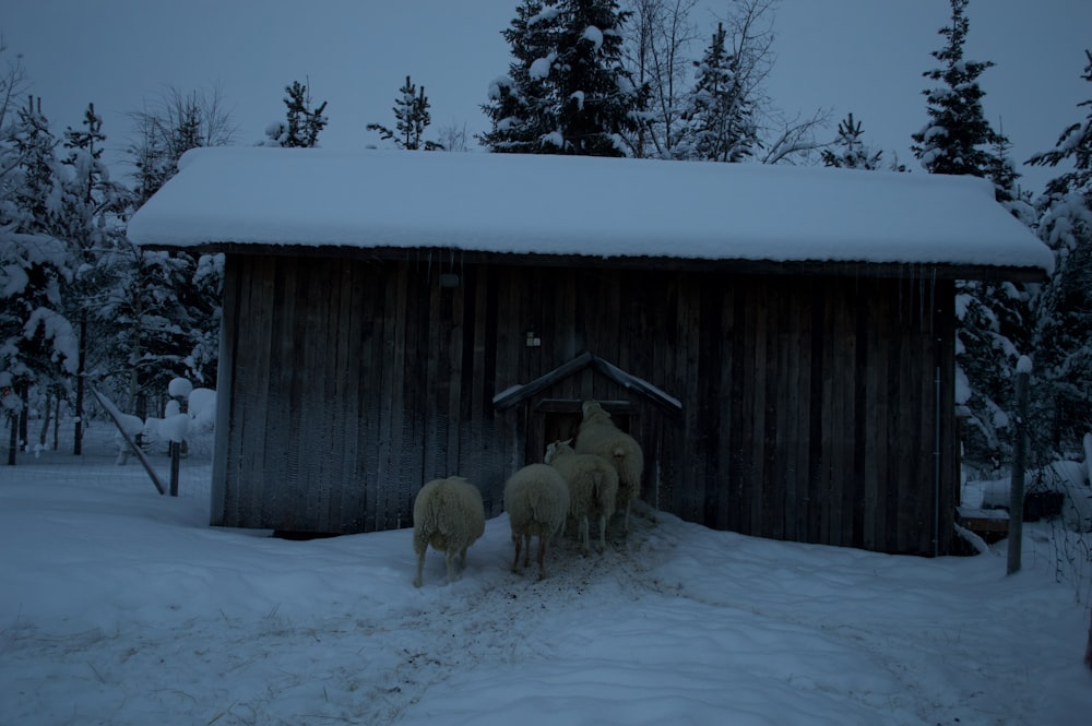 a group of sheep standing in front of a shed