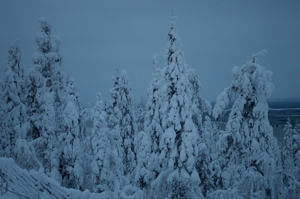 a group of trees covered in snow on a cloudy day