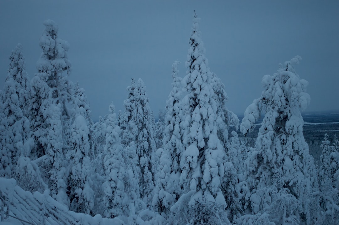 a group of trees covered in snow on a cloudy day,