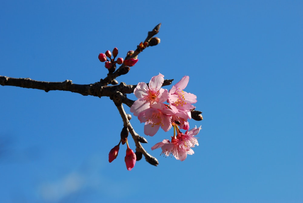 a branch with pink flowers against a blue sky