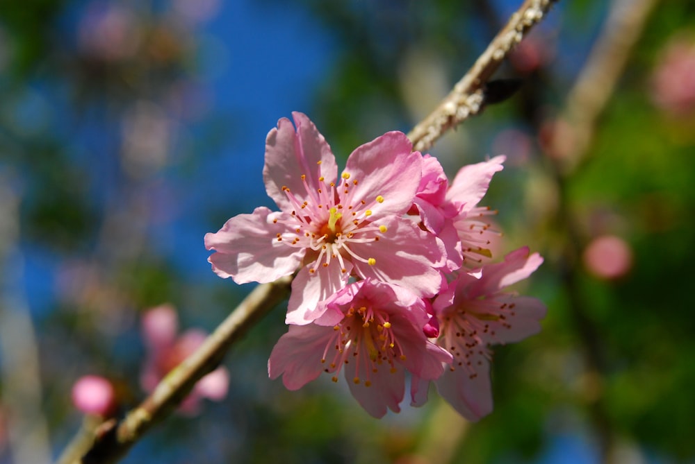 a close up of a pink flower on a tree branch