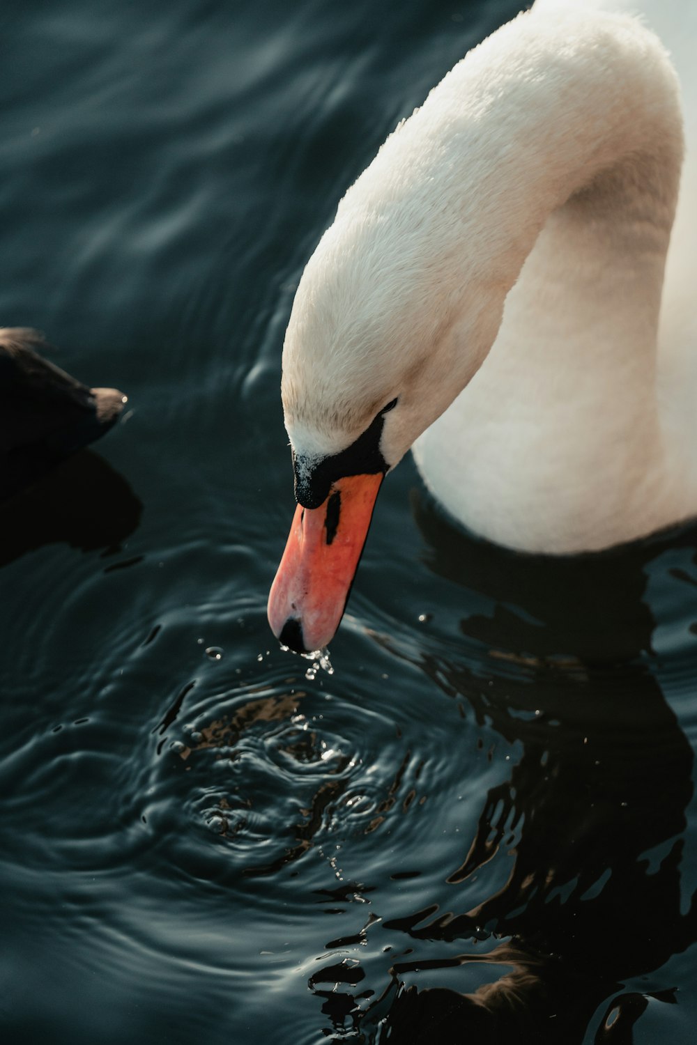 a white swan is swimming in the water