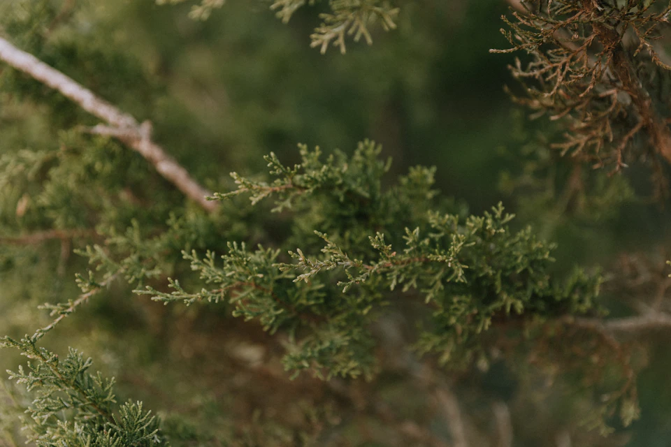 The image shows a close-up view of a branch from a tree, with its green leaves and brown twigs visible. The background is blurred, drawing focus to the branch and its details.