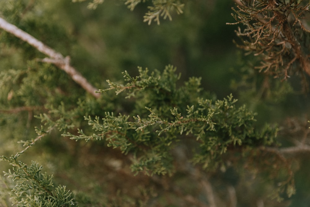 a bird perched on top of a tree branch