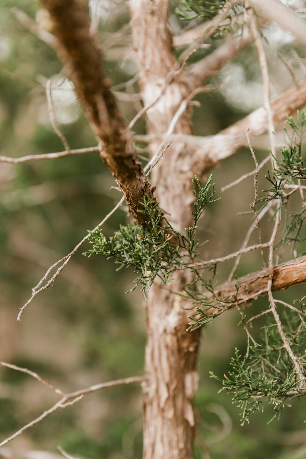 a bird perched on top of a tree branch