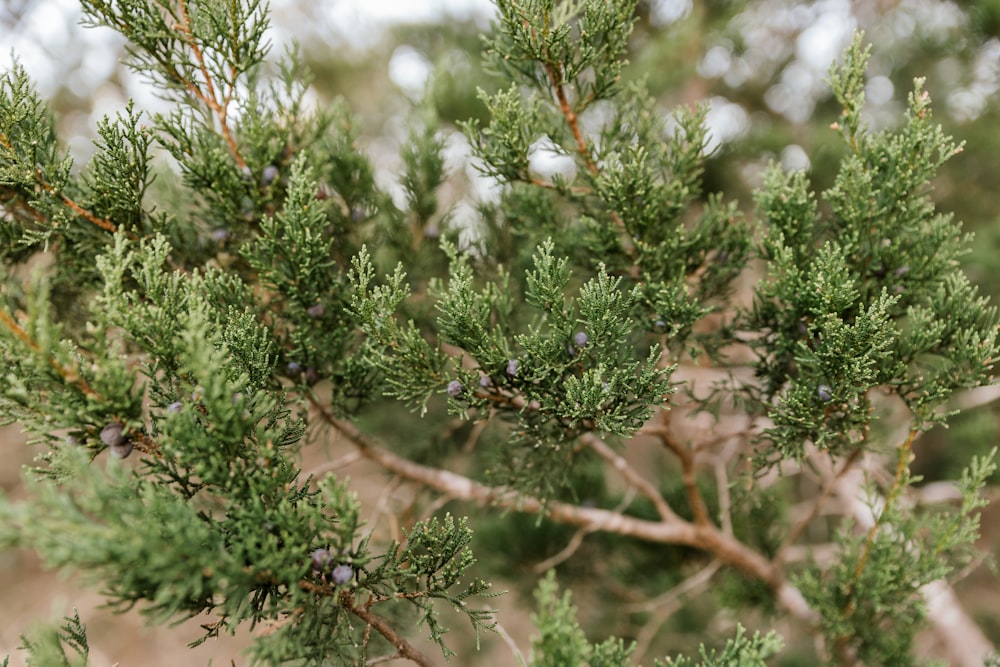 a close up of a pine tree branch