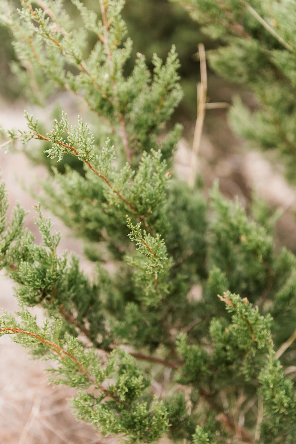 The image shows a close-up view of a small, green coniferous tree with numerous branches and leaves. The tree is situated on a bed of dry grass or straw, providing a natural backdrop to its verdant foliage. The perspective of the photo is taken from below, looking up at the tree's crown, which enhances the sense of height and grandeur associated with these types of trees.