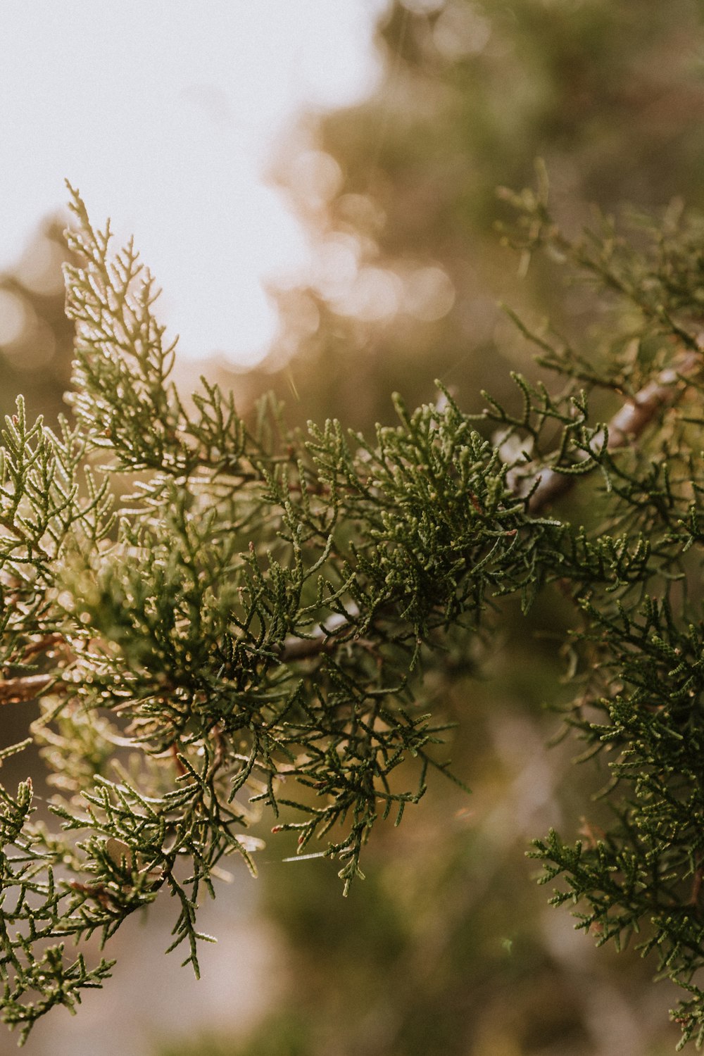 a bird perched on a branch of a tree