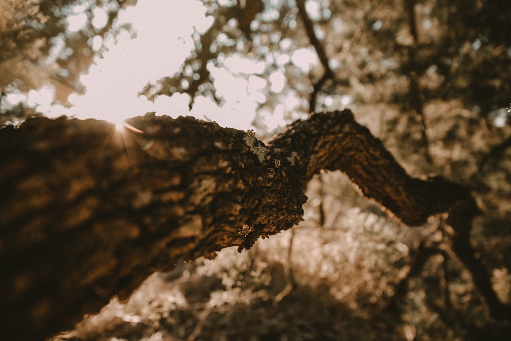 the sun shines through the branches of a tree