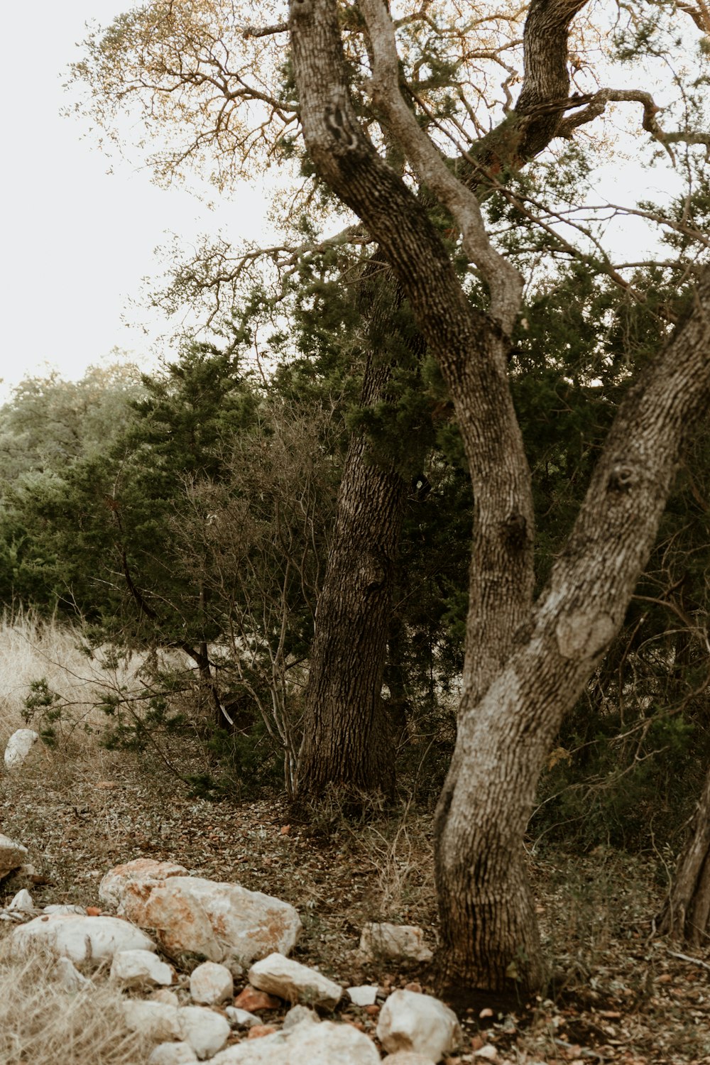 a couple of trees and rocks in a field