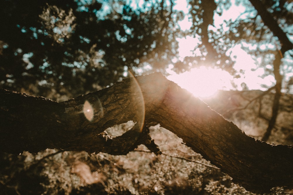 o sol brilha através dos galhos de uma árvore
