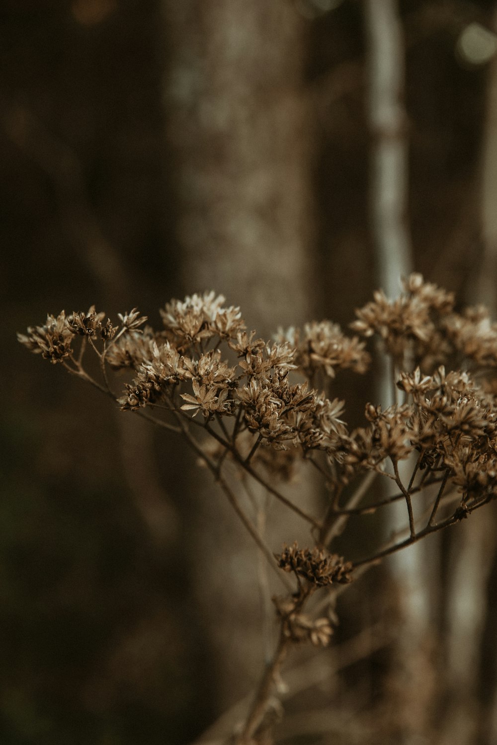 a close up of a plant in a forest