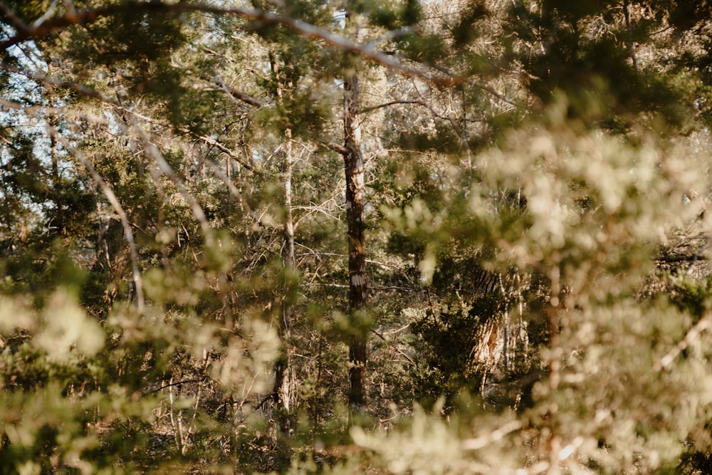 a picture of some trees in the woods