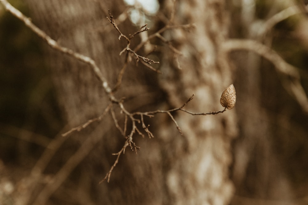 a tree with no leaves in a wooded area