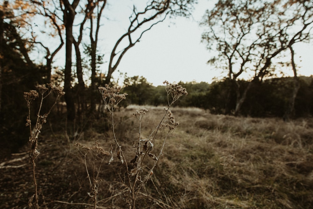 a grassy field with trees in the background