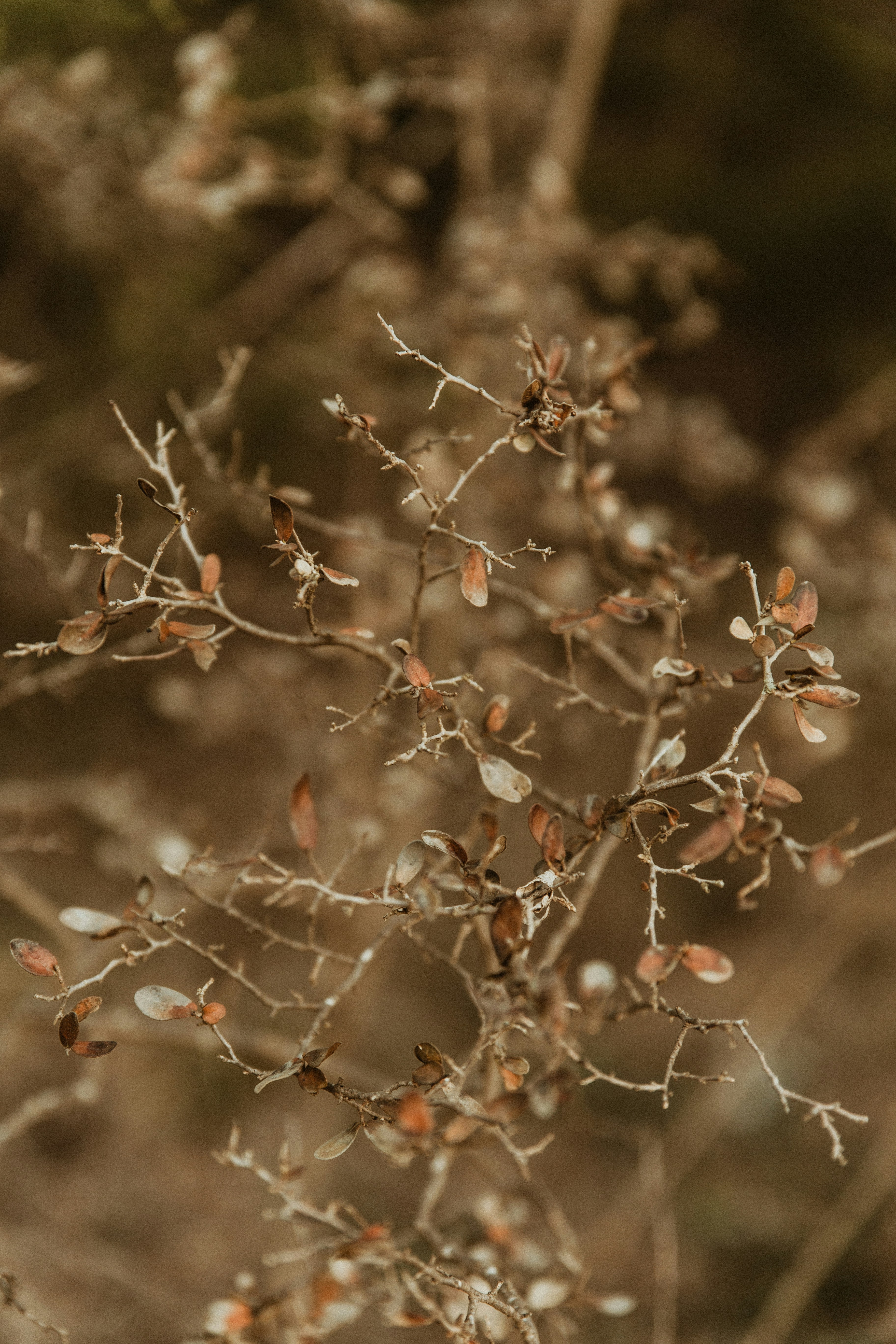 A bird eating mistletoe berries in a Texas tree