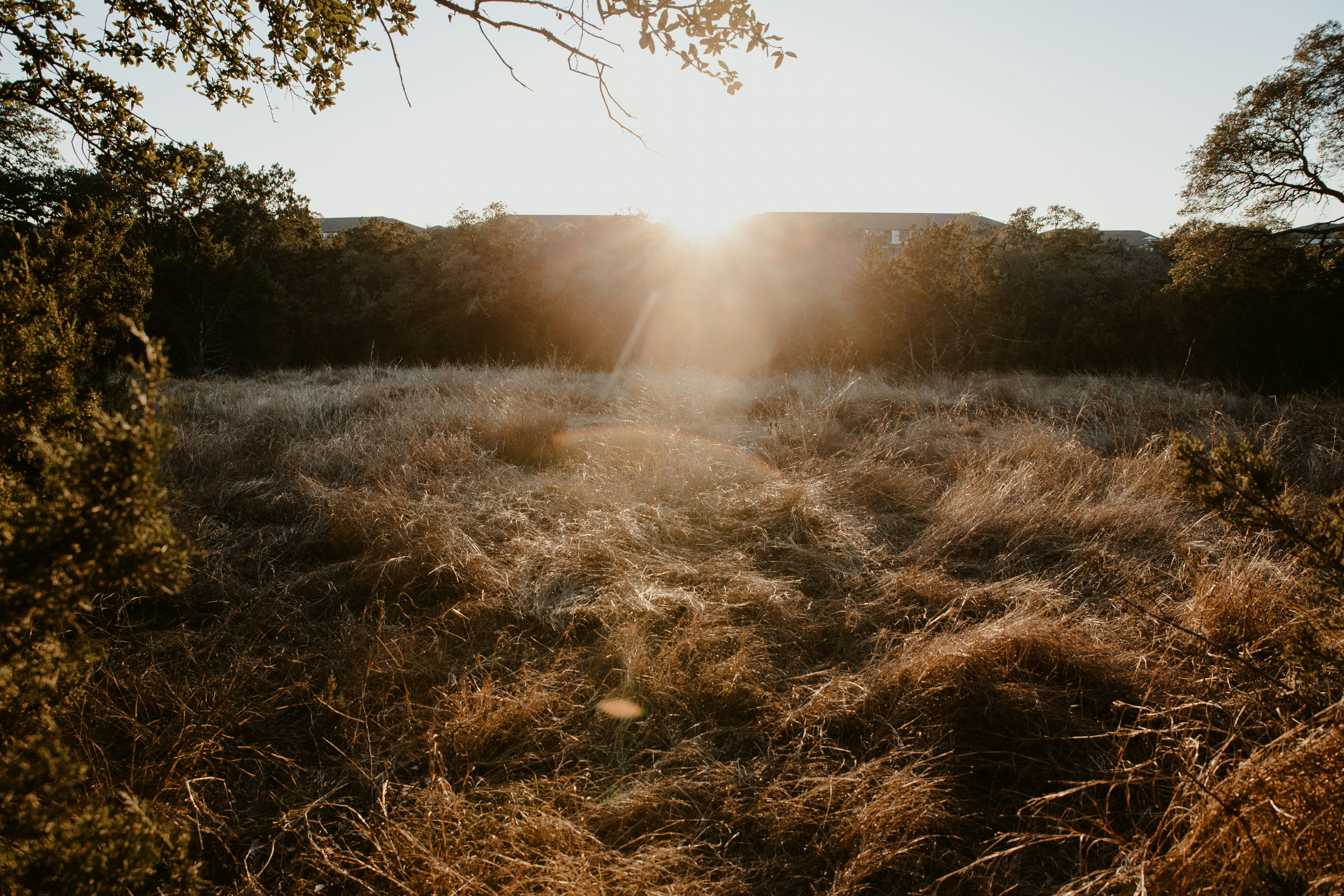 Le soleil brille à travers les arbres dans le champ