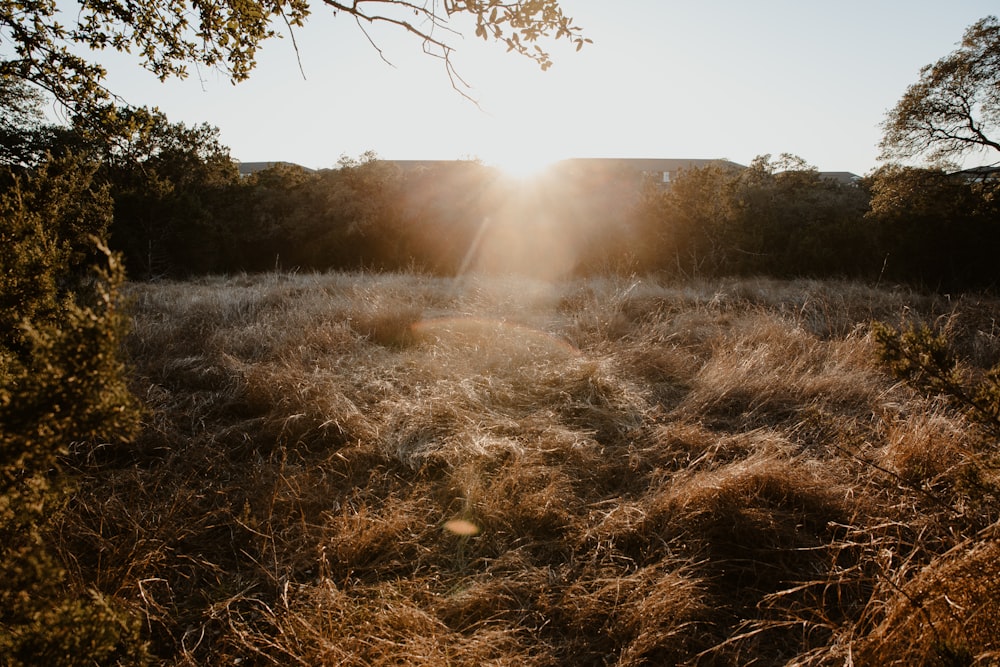 the sun is shining through the trees in the field