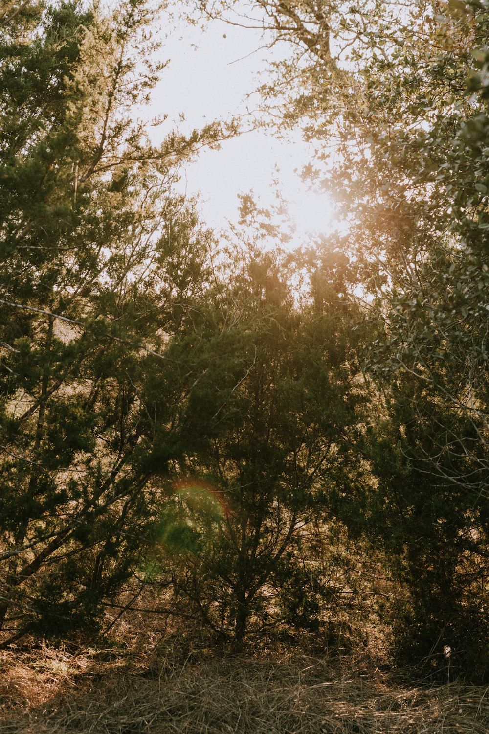 the sun shines through the trees in the forest