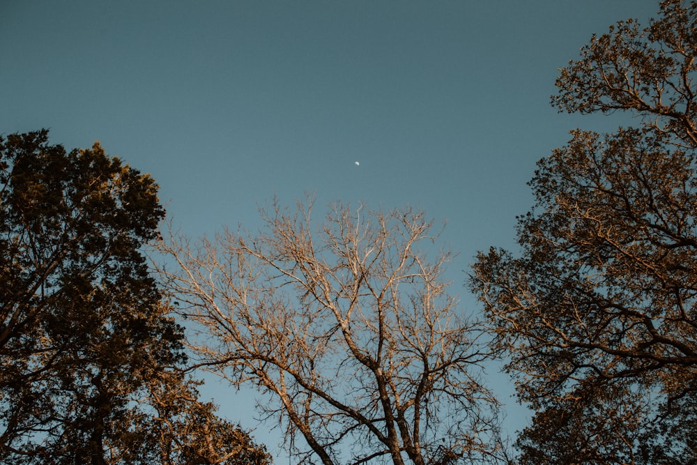 a clear blue sky with trees and a moon in the distance