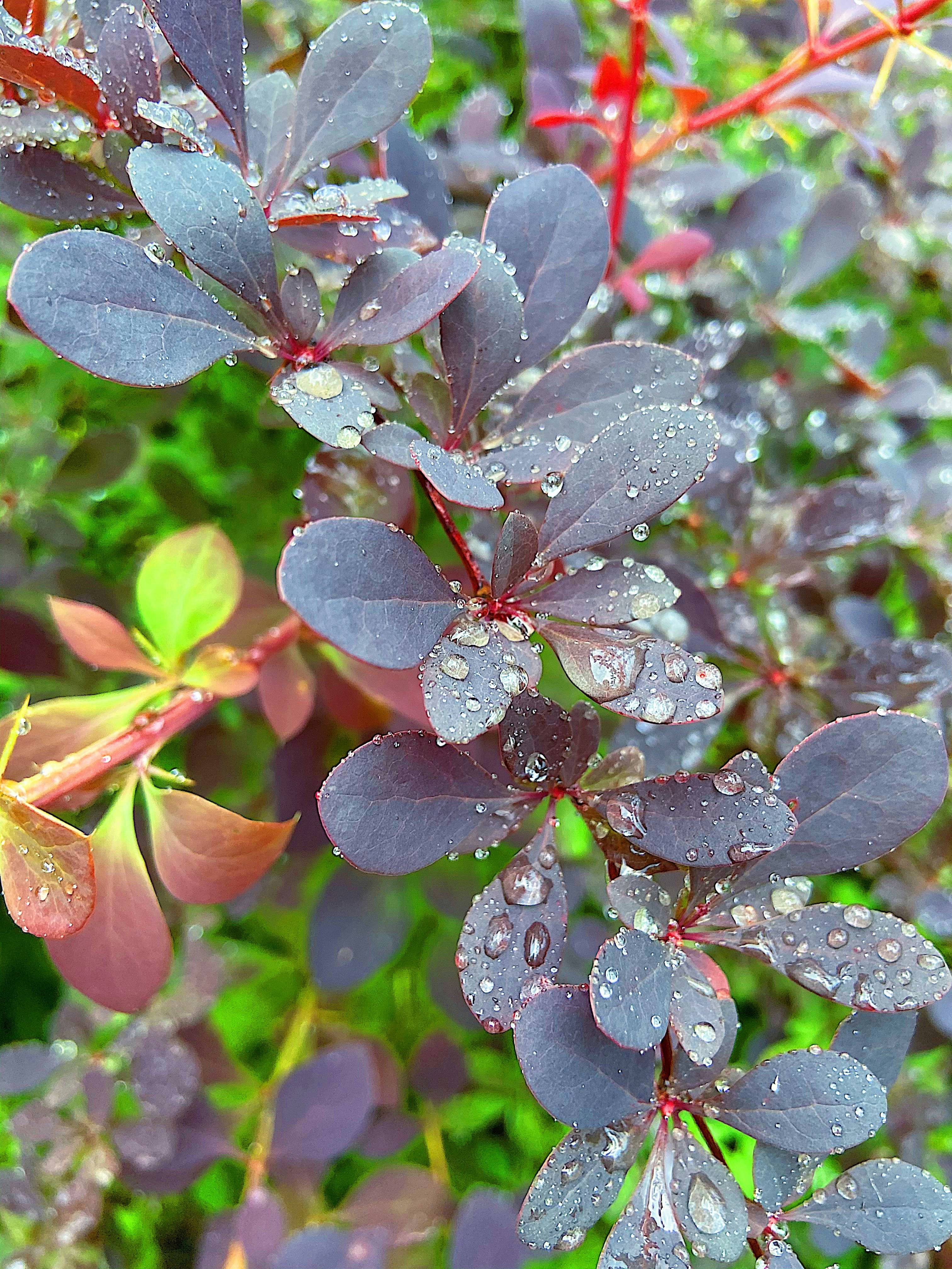 un ramo de flores púrpuras con gotas de agua en ellas