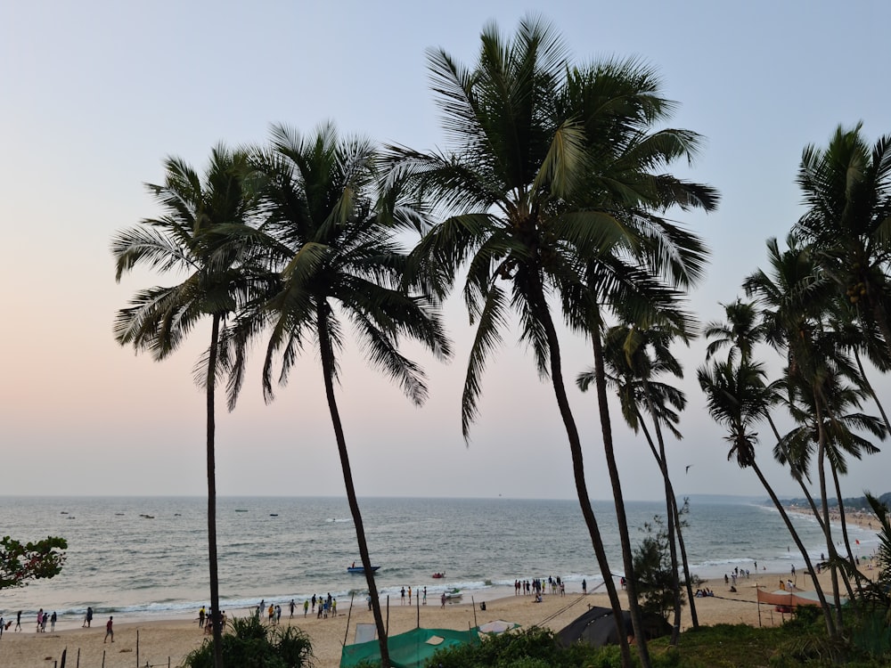um grupo de palmeiras em uma praia