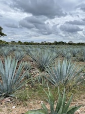 Close-up of ripe agave piñas ready for harvest in a sunlit field of Arandas, Jalisco.