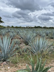 A vast field of agave plants stretches across the landscape, lined in organized rows. The spiky leaves of the plants are a bluish-green color. Above, the sky is filled with thick, gray clouds, hinting at an overcast or impending rainy day. A few trees border the field in the distance.