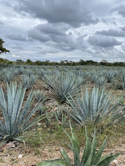 A vast field of agave plants stretches across the landscape, lined in organized rows. The spiky leaves of the plants are a bluish-green color. Above, the sky is filled with thick, gray clouds, hinting at an overcast or impending rainy day. A few trees border the field in the distance.