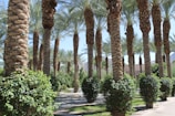 A grove of tall palm trees with slender trunks rising upwards. Dense clusters of green foliage are visible at their bases. The trees are surrounded by well-maintained shrubbery and a clear blue sky is visible in the background.