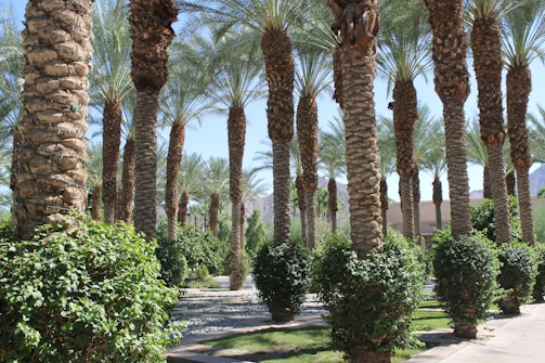 A grove of tall palm trees with slender trunks rising upwards. Dense clusters of green foliage are visible at their bases. The trees are surrounded by well-maintained shrubbery and a clear blue sky is visible in the background.