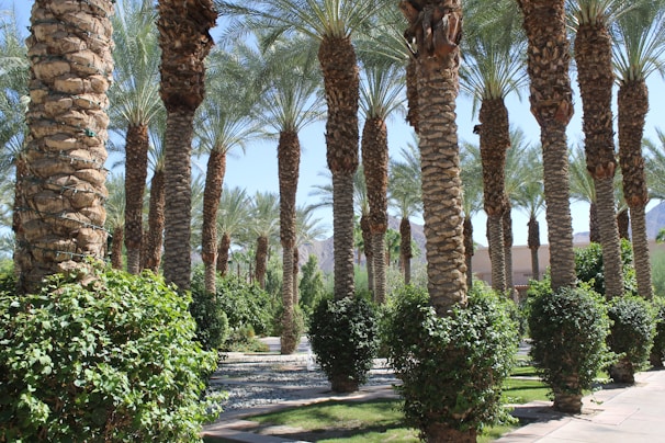 Close-up of healthy sandalwood trees thriving within a well-maintained plot at Go Ranch