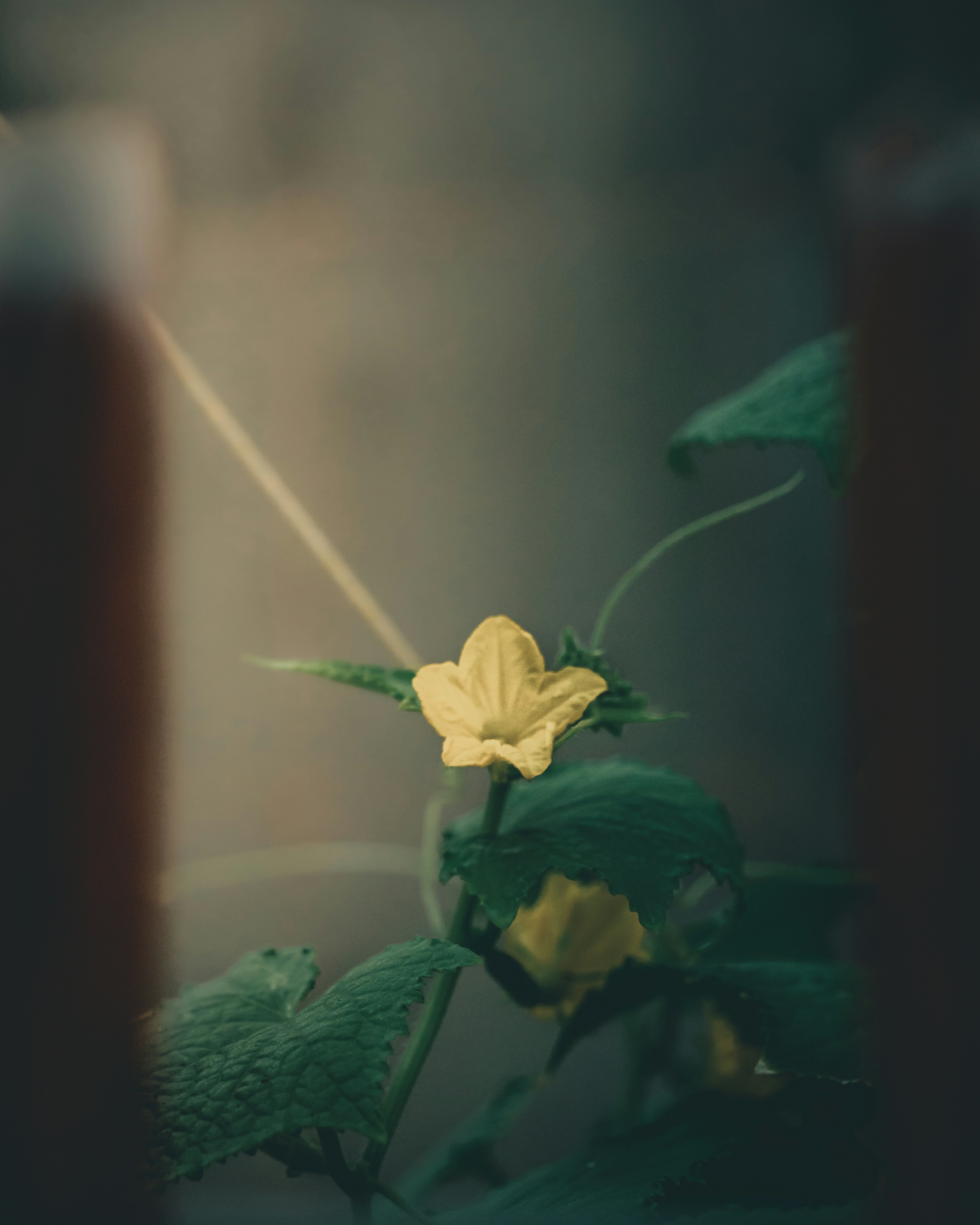 a small yellow flower with green leaves