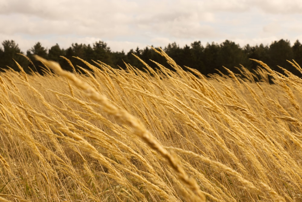 a field of tall grass with trees in the background