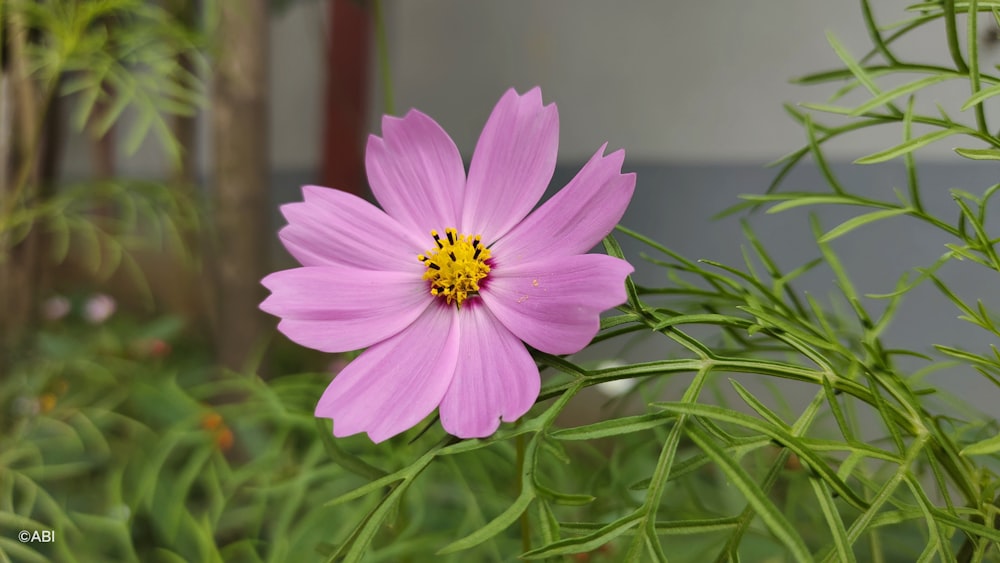 a pink flower with a yellow center in a garden