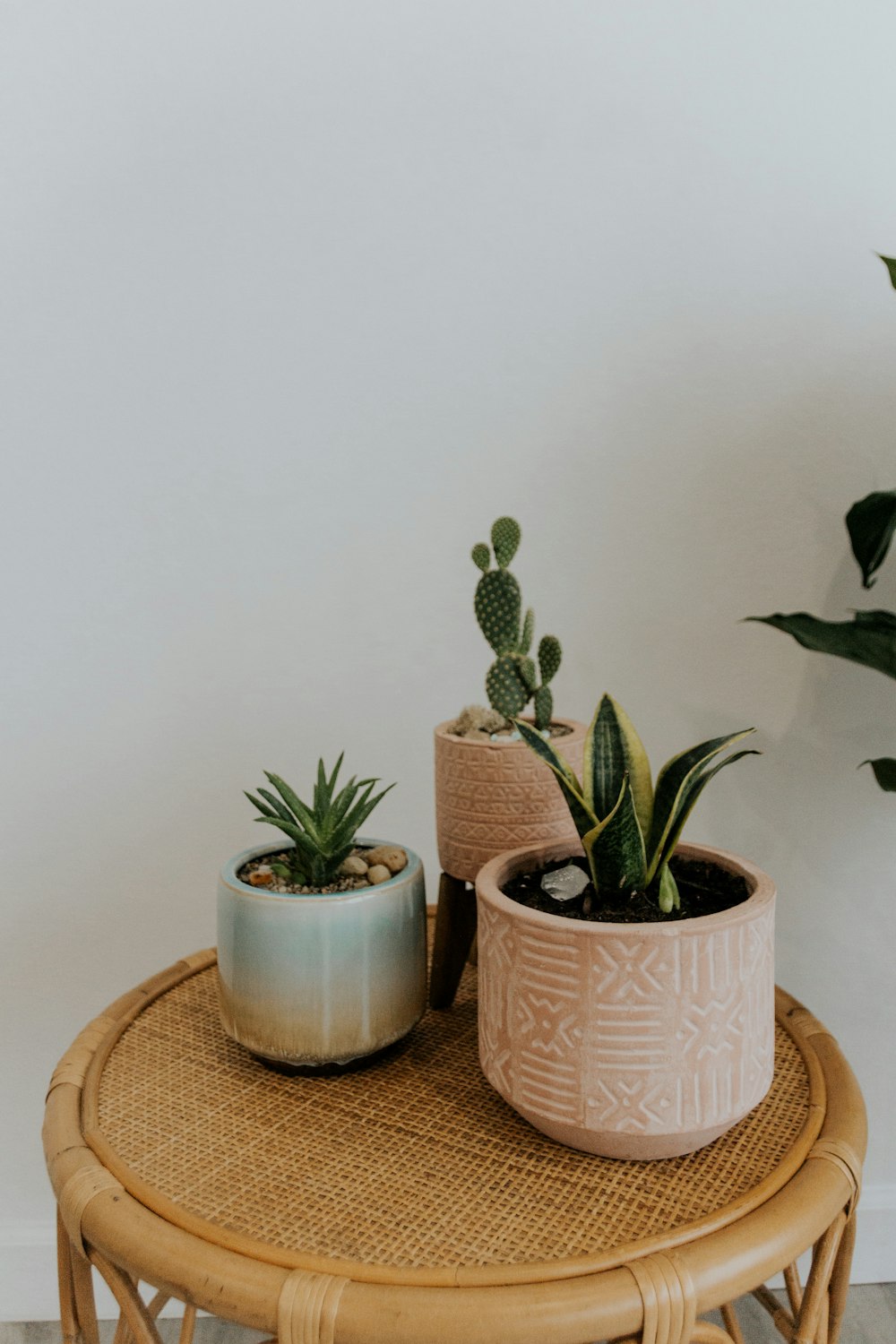 three potted plants sitting on top of a wicker table