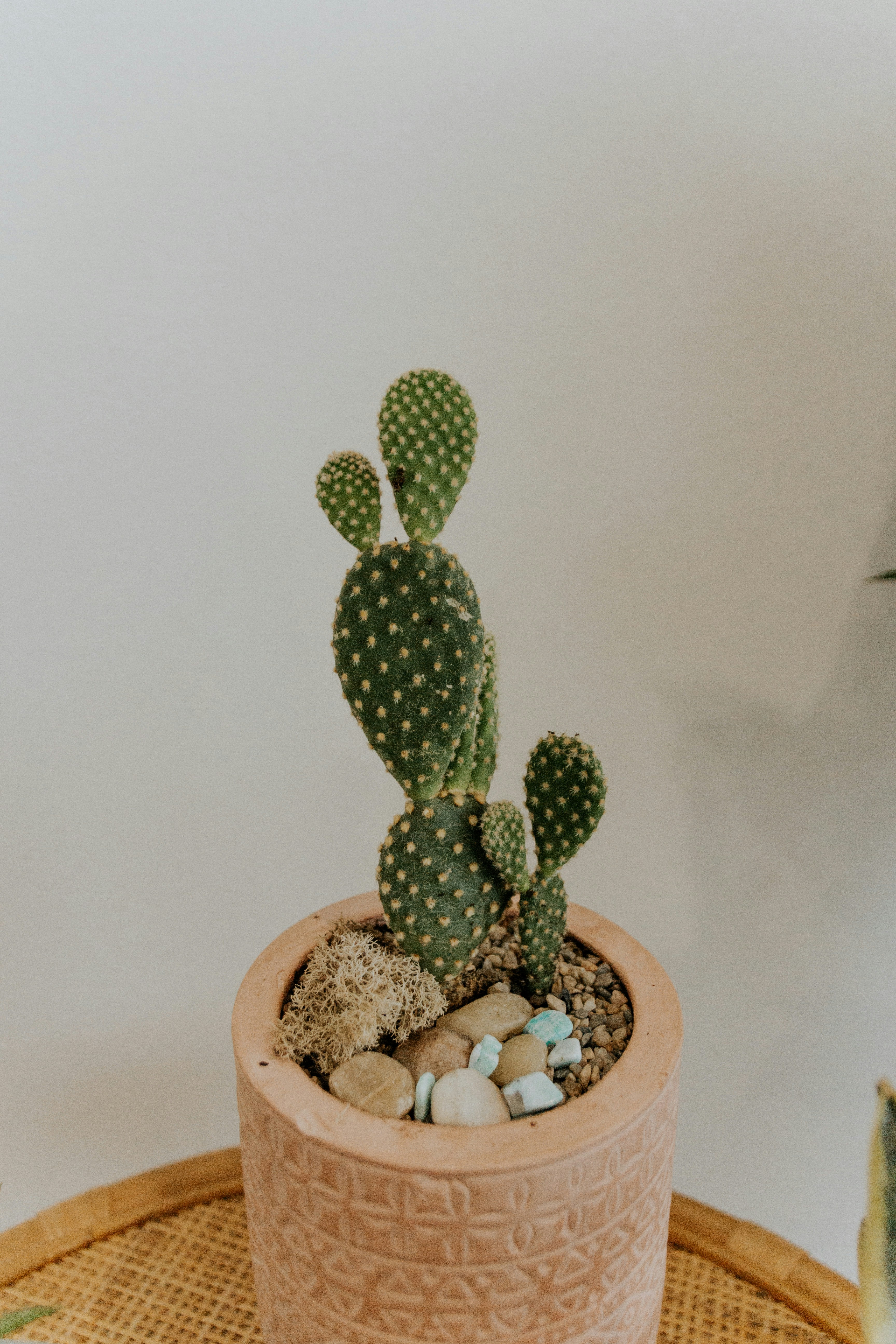 a cactus in a pot on a table