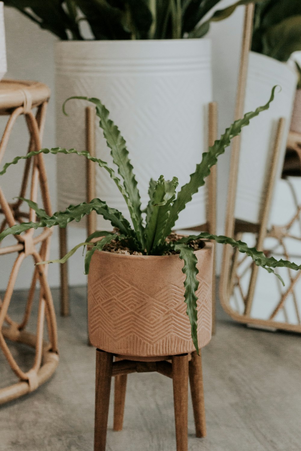 a potted plant sitting on top of a wooden stool