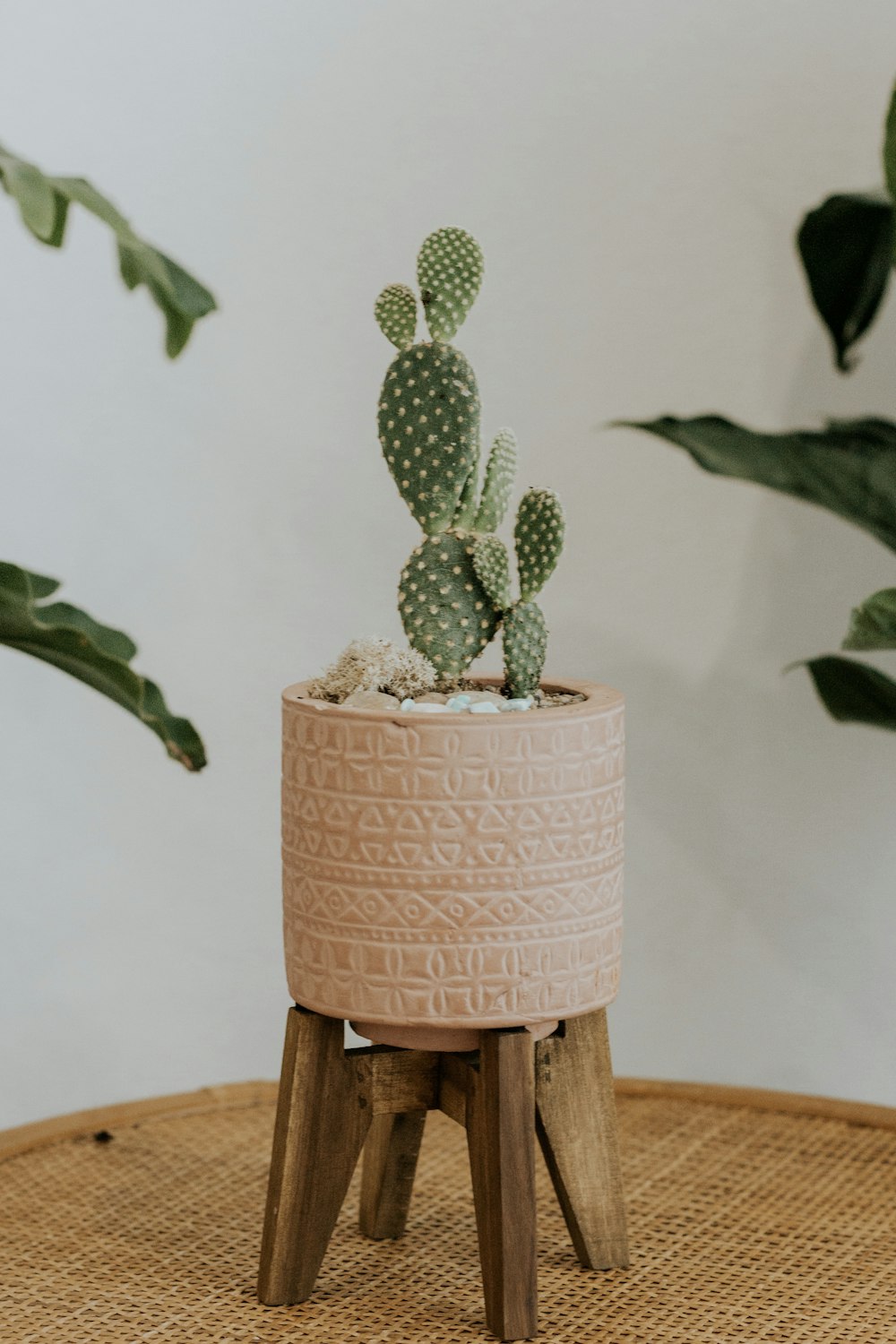 a small cactus sitting on top of a wooden stool