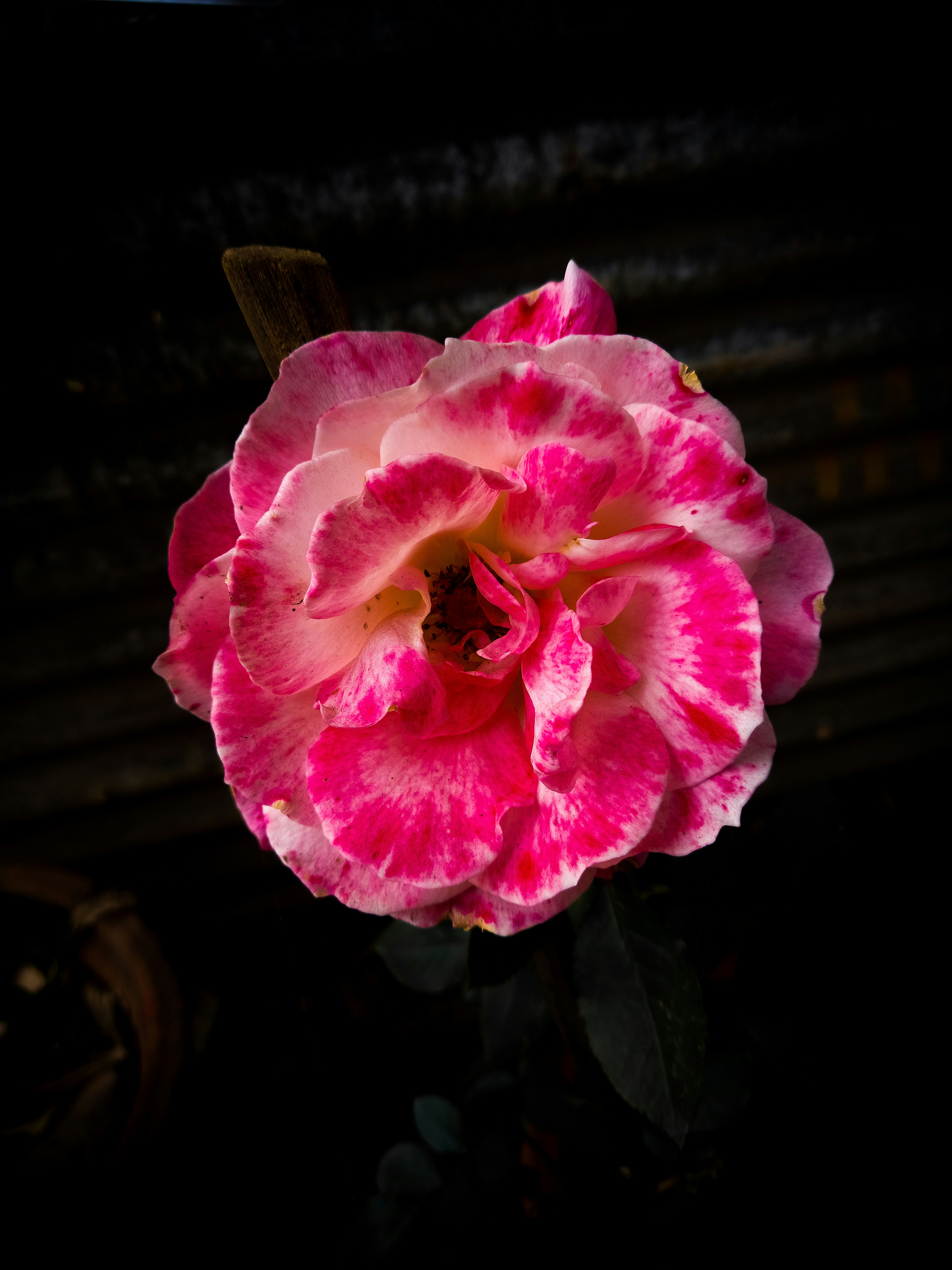 Photo by wallpaper_zone_01