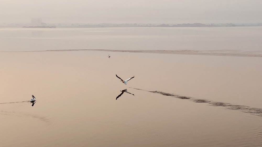 a couple of birds flying over a body of water