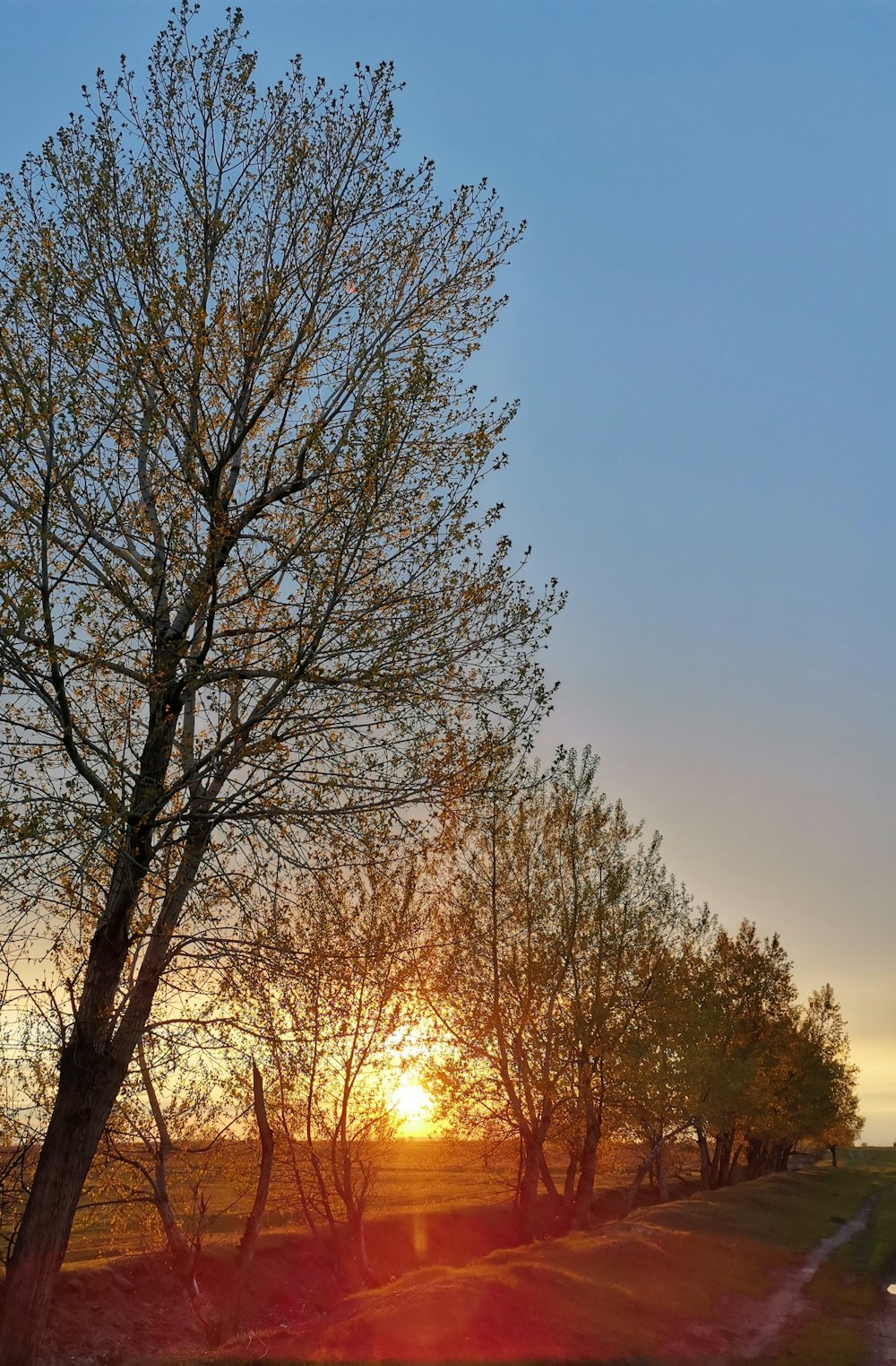 o sol está se pondo atrás de uma árvore em um campo