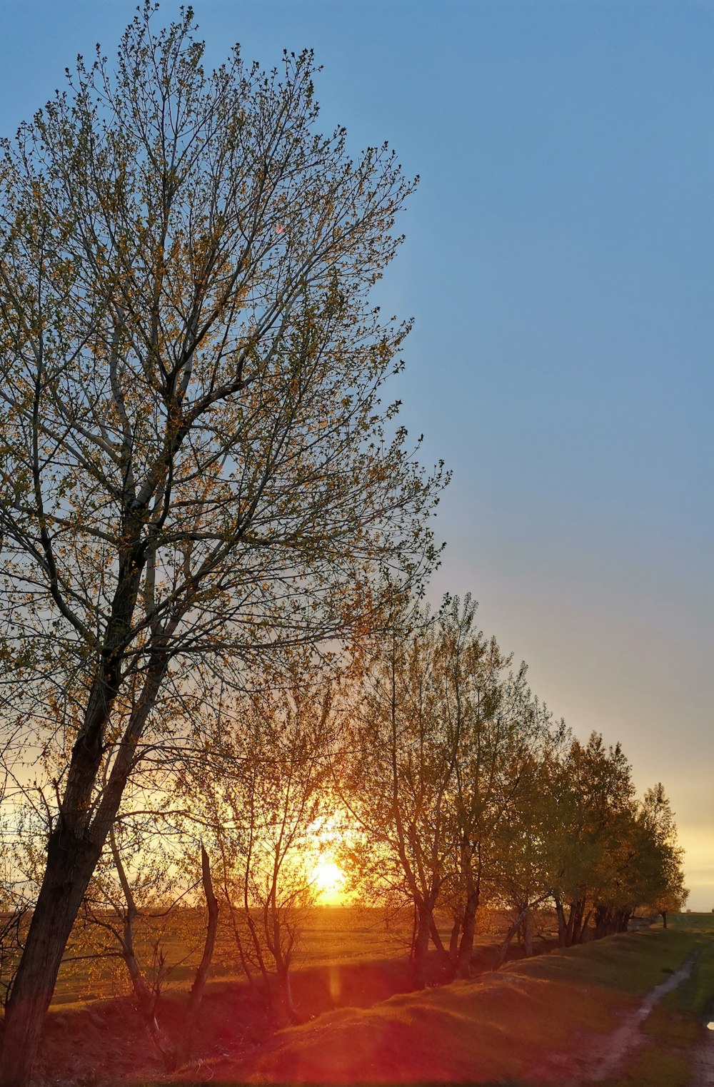 the sun is setting behind a tree in a field