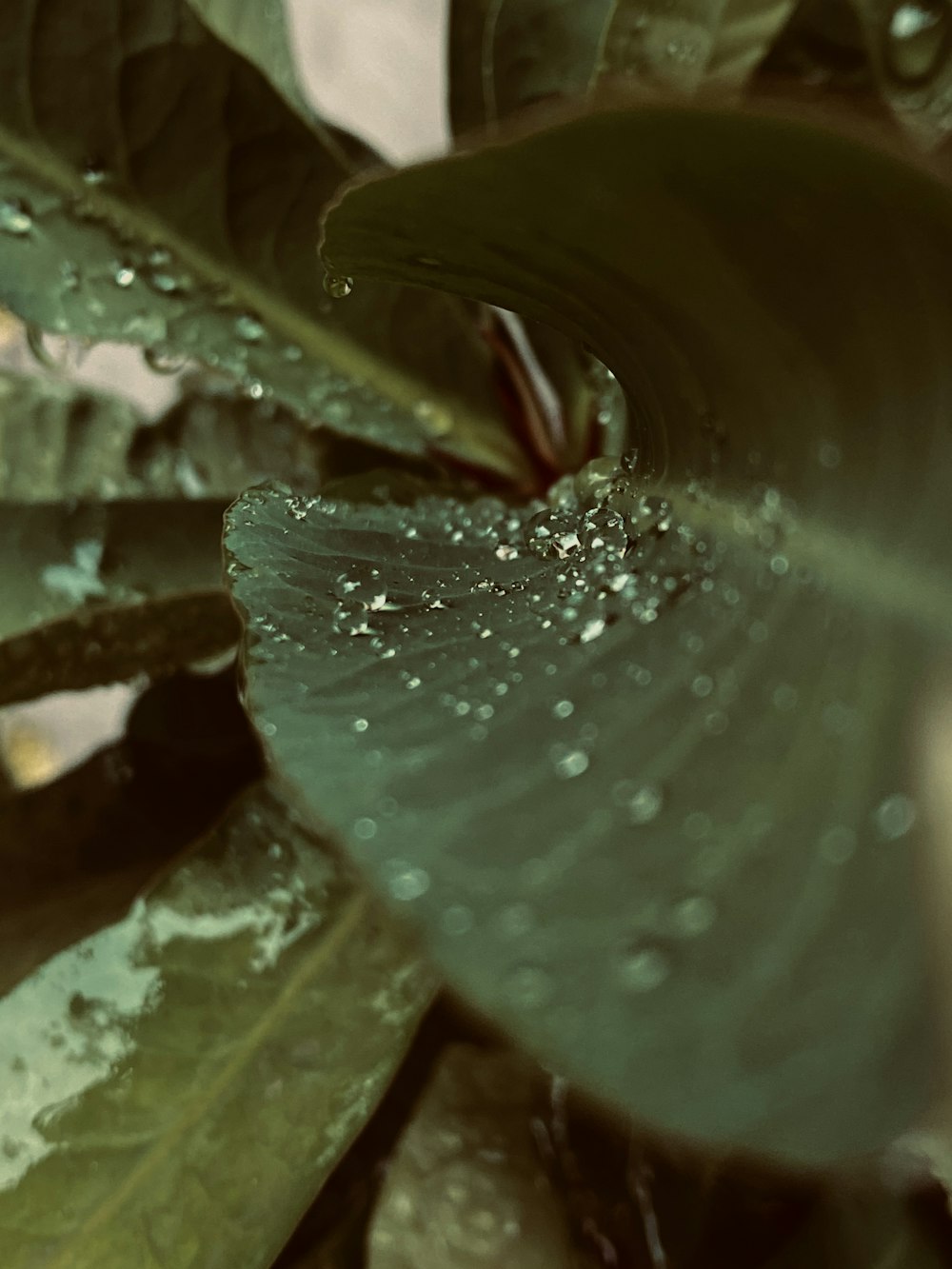 una hoja verde con gotas de agua